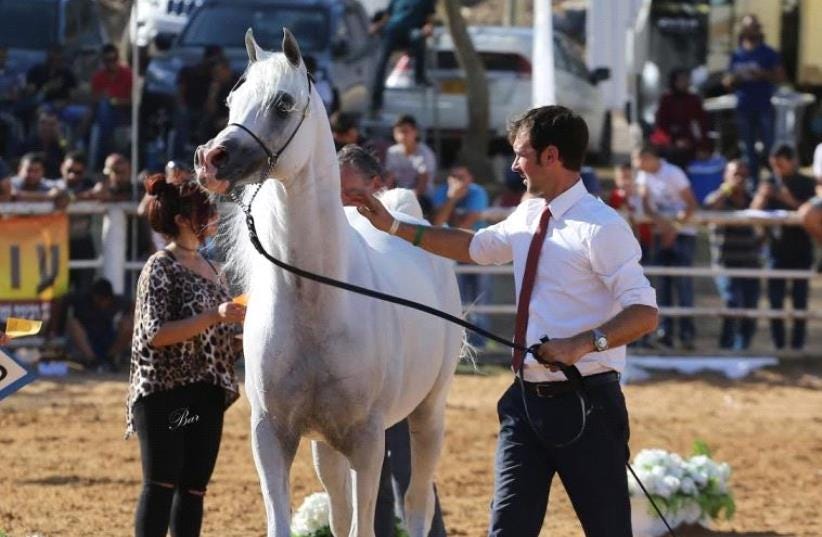  Israeli National Arabian Horse Show at Kibbutz Alonim in northern Israel (photo credit: BAR HAJAJ)