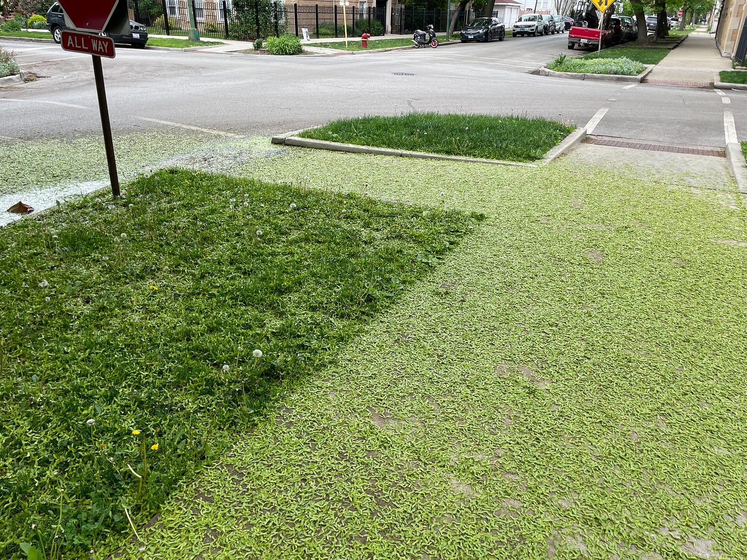 A sidewalk covered in green whirligigs, causing it to blend in with an adjacent patch of grass.