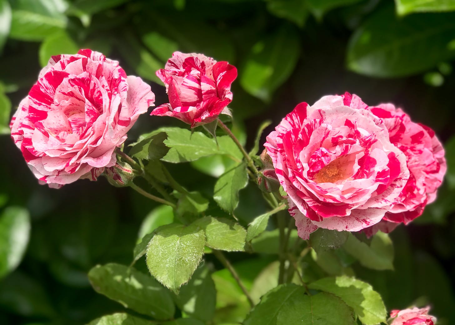 four roses on a bush that are in various stages of blooming. the roses are light pink with bright reddish-pink splotches all over them that look like paint splatters