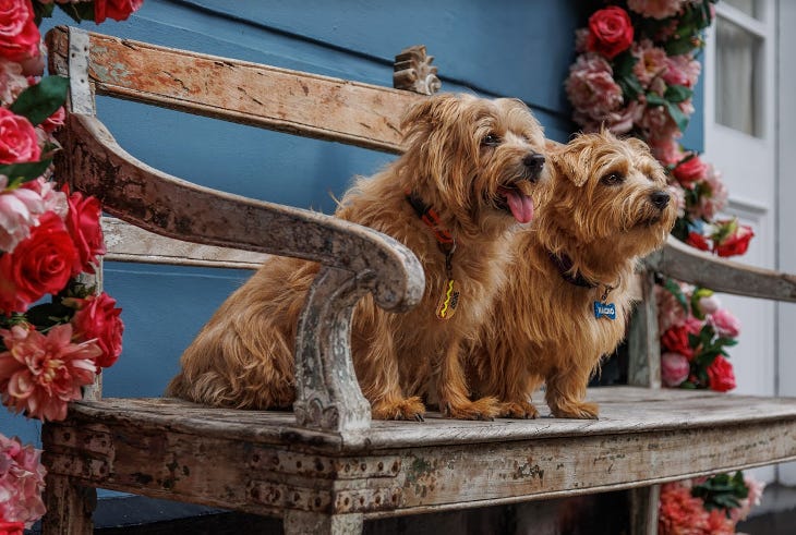 Two terriers sitting on a wooden bench for a photograph