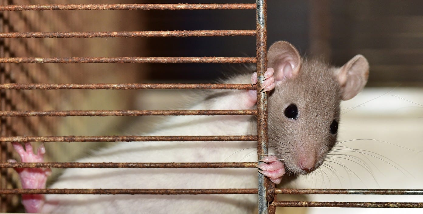 A rat peeking through the door of his cage