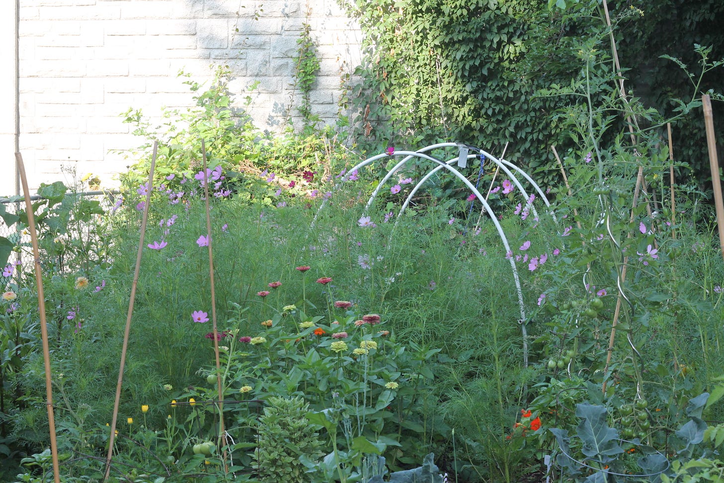 A garden, with staked tomatoes and zinnias in the foreground, a froth of cosmos throughout, and the frame of a low PVC hoop house in the back.