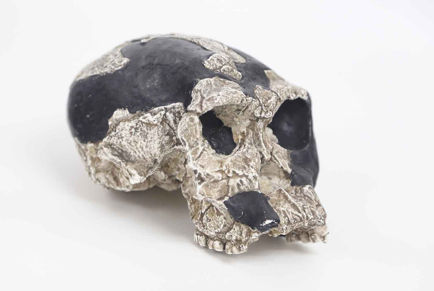 Cast of OH 24 skull, from right oblique view