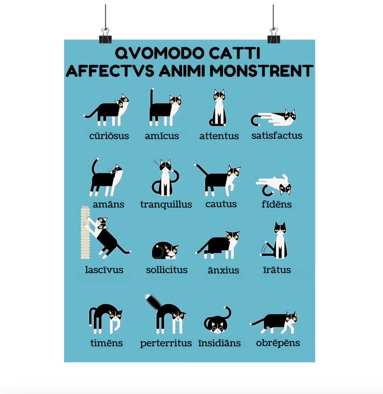 A blue rectangular poster with images of cats in different poses and Latin words beneath them