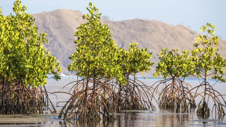 Mangrove Conservation and Restoration: Protecting Indonesia's Climate  Guardians for People and the Planet