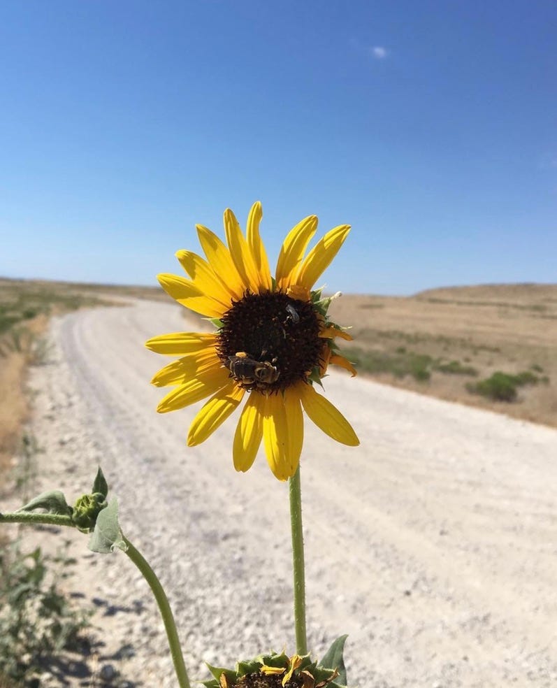 sunflower on the road