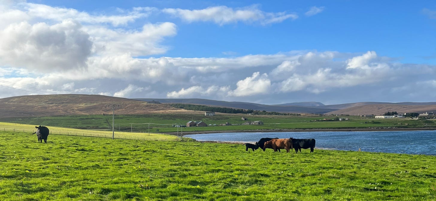 View from the garden, fields wrapped around a bay with hills in the background. There are about 5 cows and one calf in the field in the foreground. The grass is green, the hills are brown (moor) and the sea and sky are blue