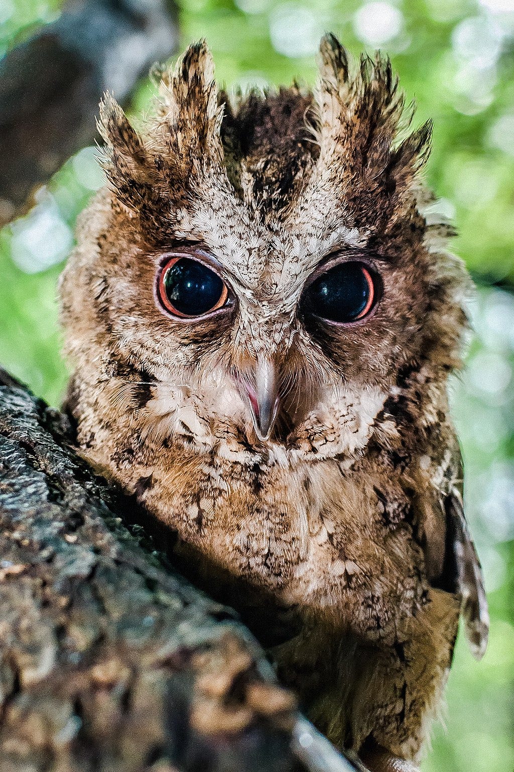 Philippine scops owl, Prague Zoo Philippine scops owl, Prague Zoo