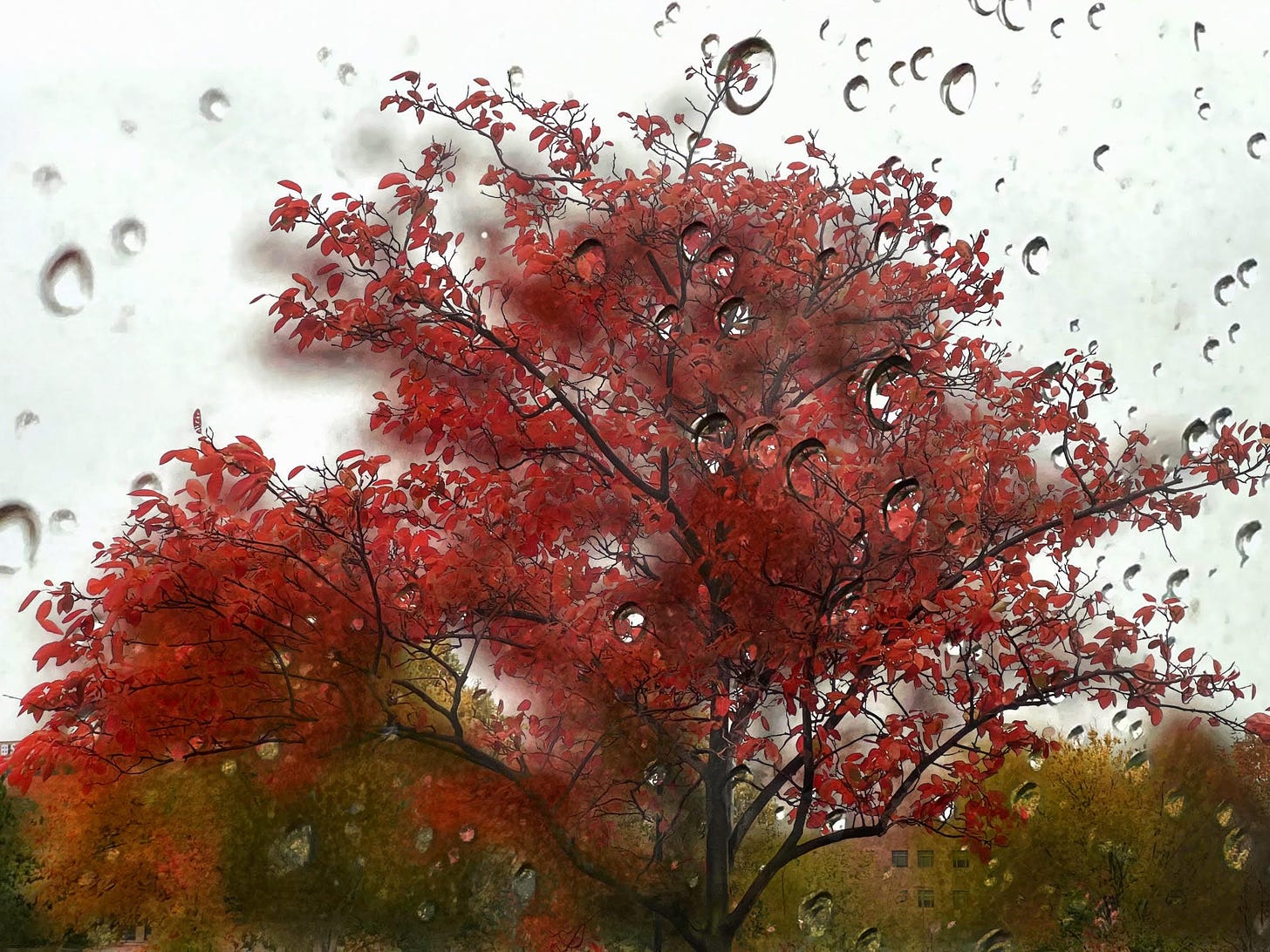 A tree of red leaves against a background of pale sky is viewed through a lens spattered with water droplets.