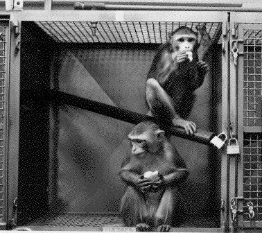 Animal testing on non-human primates - Wikipedia