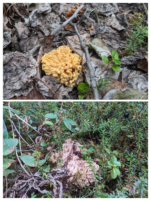 a collage of 2 crown ramaria mushrooms