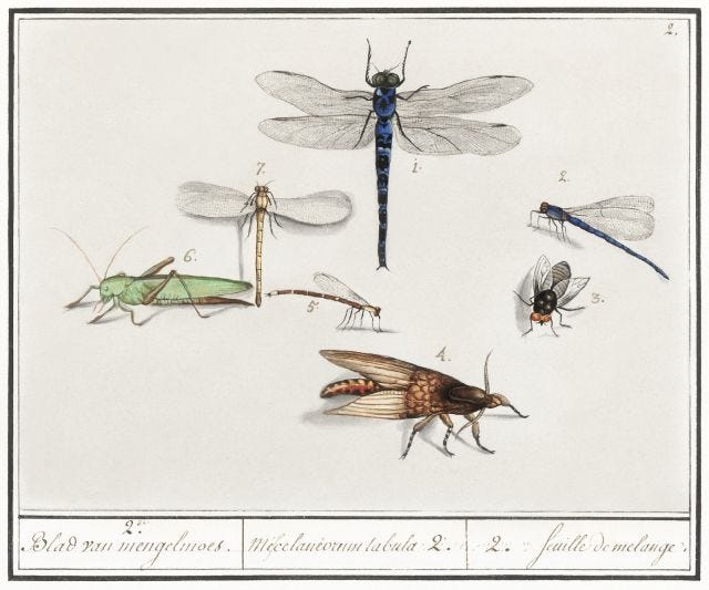 Foto: Natural History Ensemble, no. 2 (1596–1610) de Anselmus Boëtius de Boodt. em  Rijksmuseum, digitalizada por rawpixel. Descrição: Desenhos coloridos de insetos como libélulas, grilo e mosca.