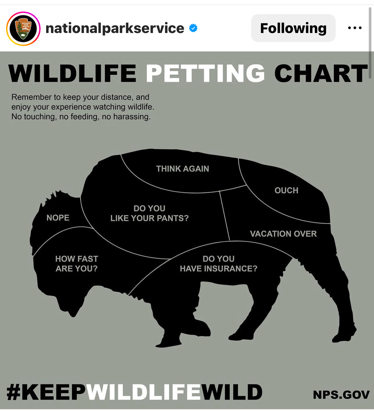 A "Wildlife Petting Chart" featuring a bison, with various areas saying things like nope, think again, ouch, and do you like your pants, and do you have insurance?
