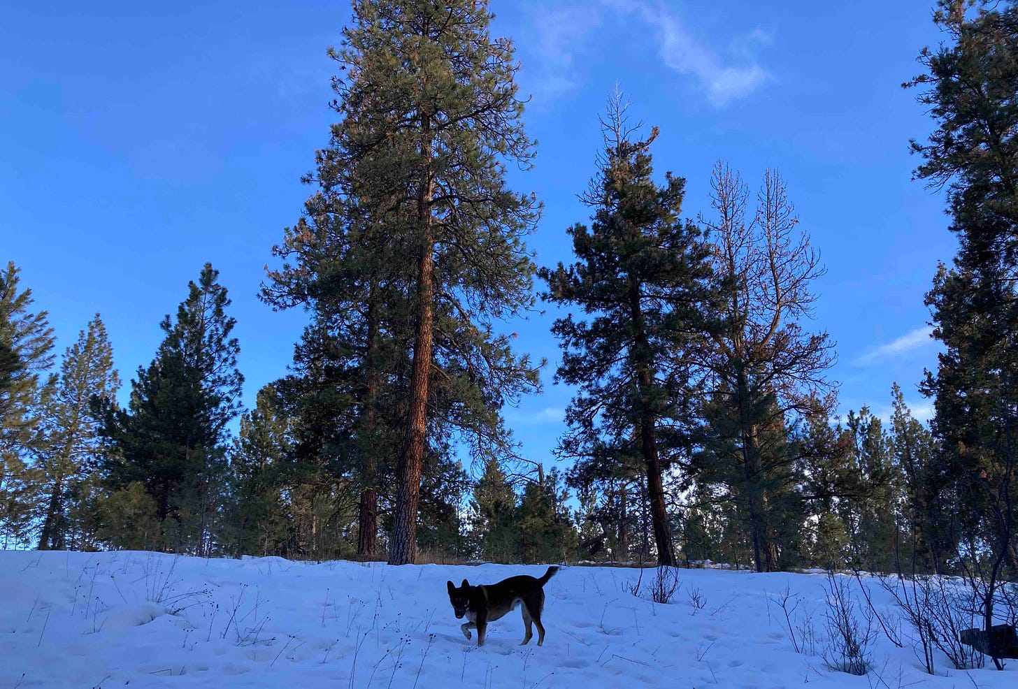 cattle dog in snowy woods with dark blue sky