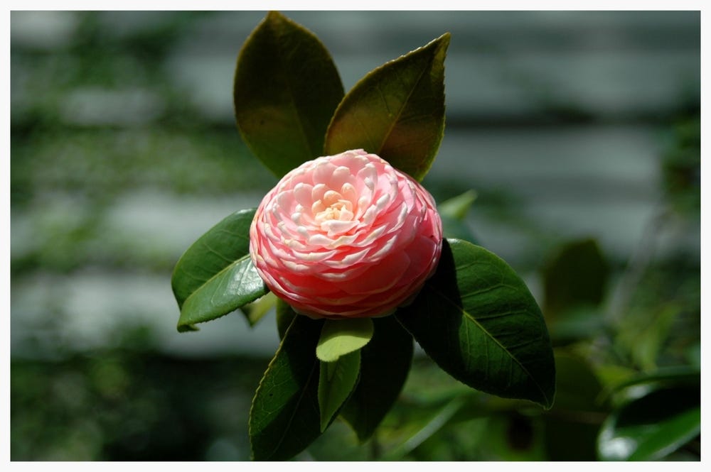 Camellia invades America, conquers Alabama (public domain photo)