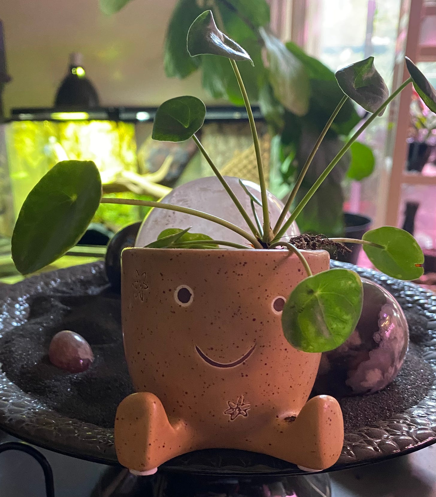 A picture of a small Pilea peperomioides in a smiling pot.