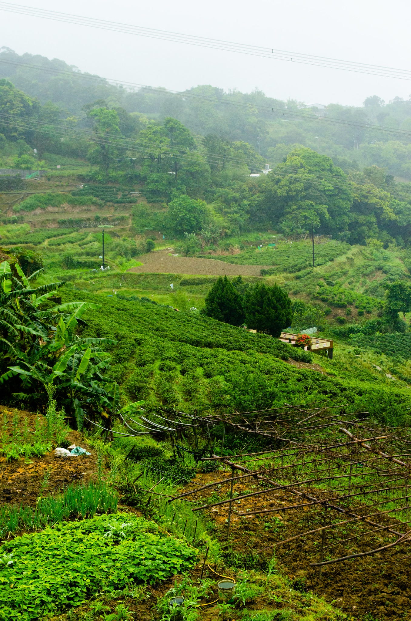 ID: Rainy tea fields in Taiwan