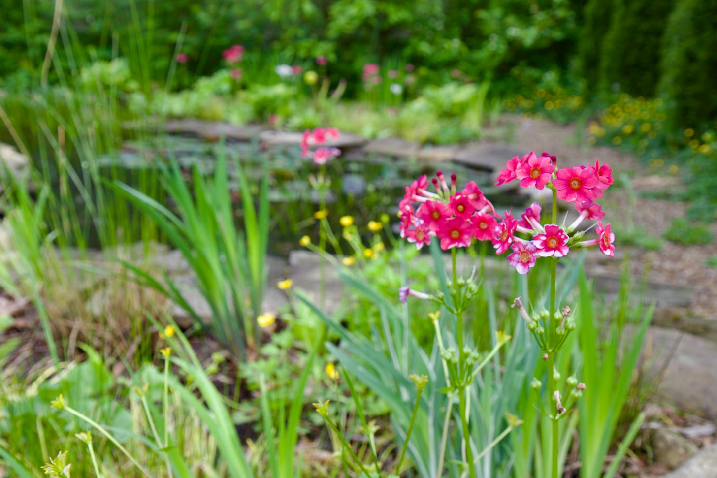 The Candlelabra Primula are just getting going this month in the bogs