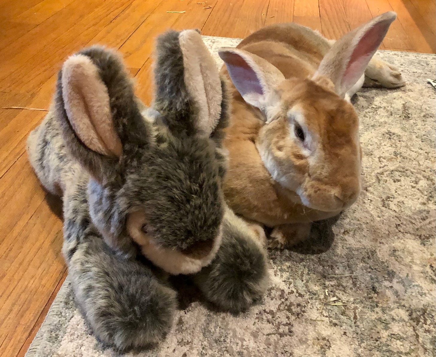 Fake Bun and real rabbit