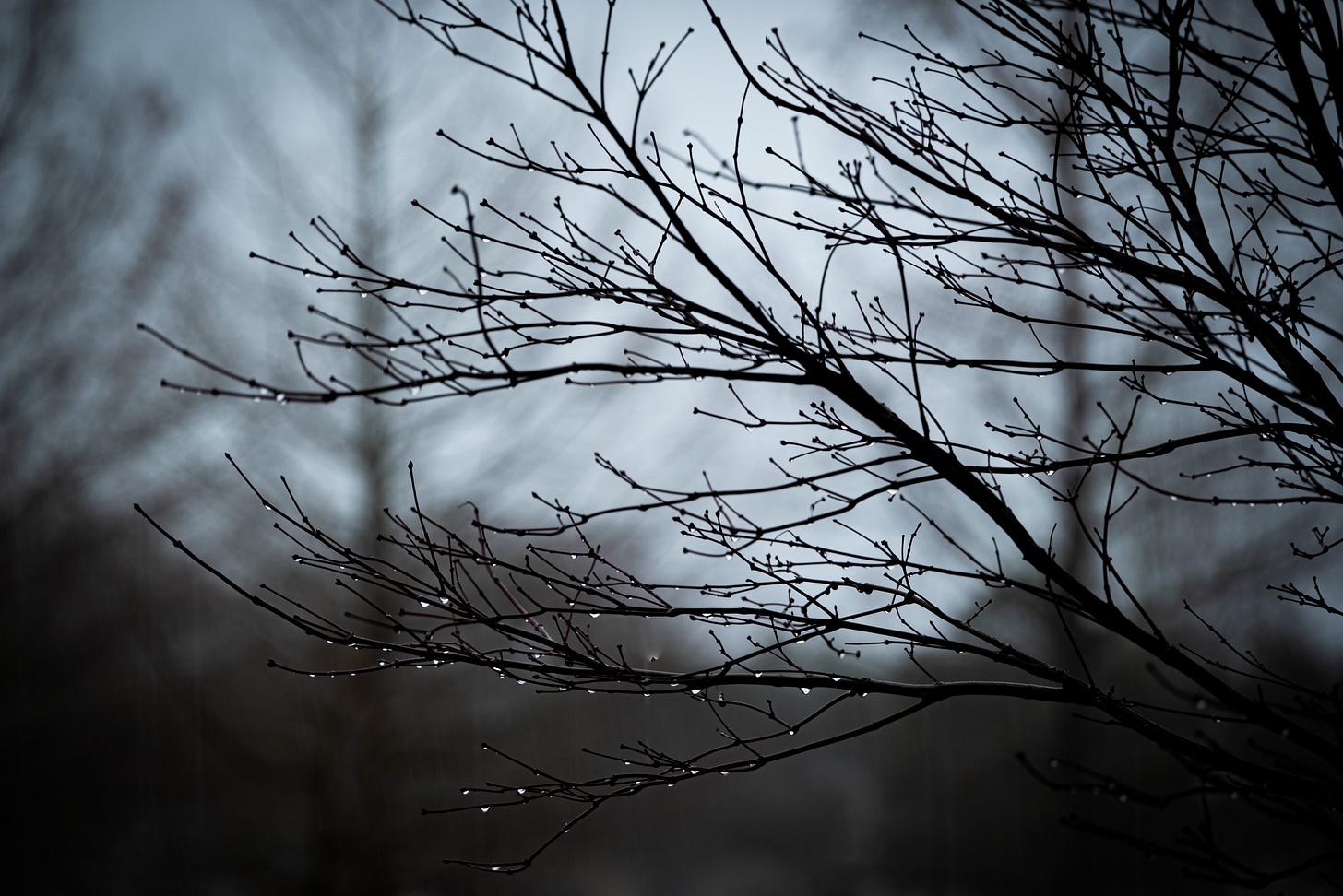 Bare limbs of the Red Bud tree hold raindrops and buds for the coming spring against a grey-blue sky