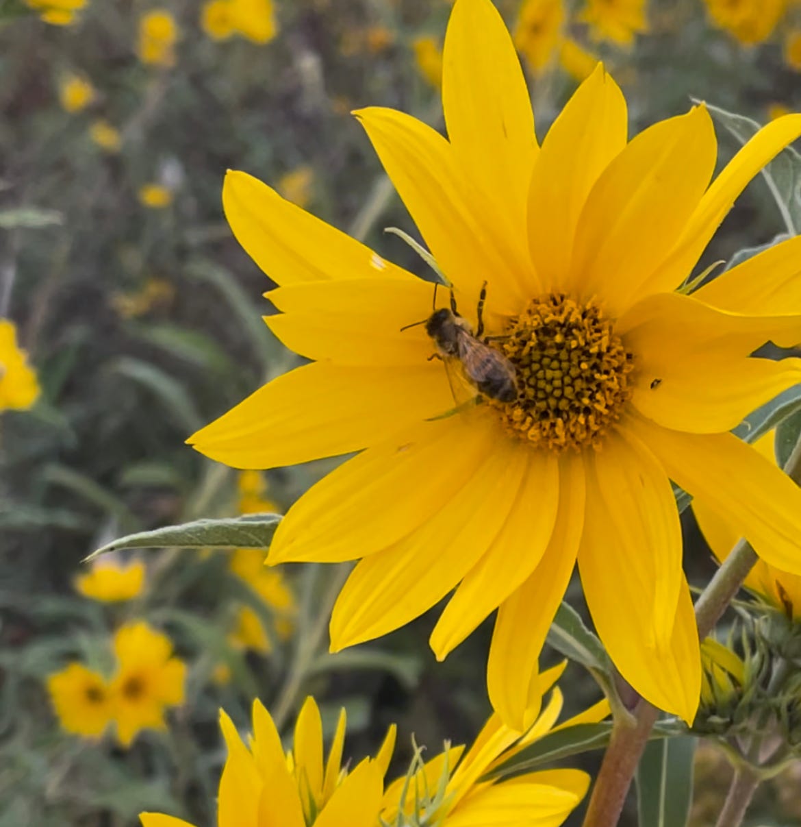 A close-up shot of a yellow wildflower with a bee pollinating it.