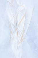 Grasses, frozen in floodwater in Great Meadow, 2019. A number of visual metaphors can be seen in this image such as DNA, alternate timelines, ascension, etc. My interpretation is more personal and in no way obvious to the viewer.