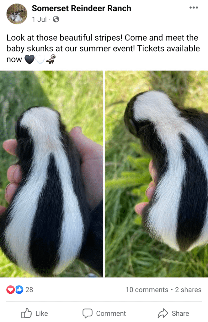 Somerset Reindeer Ranch is also selling skunks 