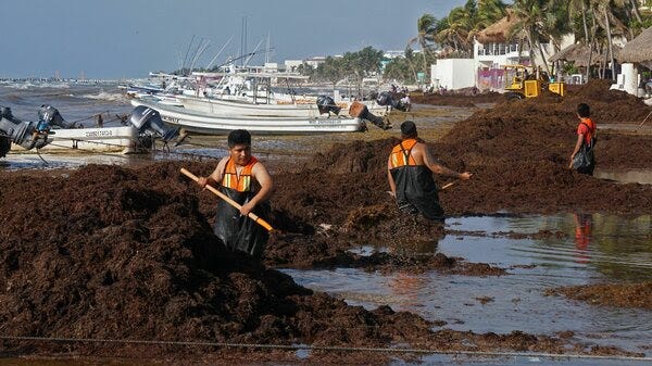 Workers in reflective vests and waders rake shoulder-high piles of seaweed on a beach in Playa del Carmen, Mexico