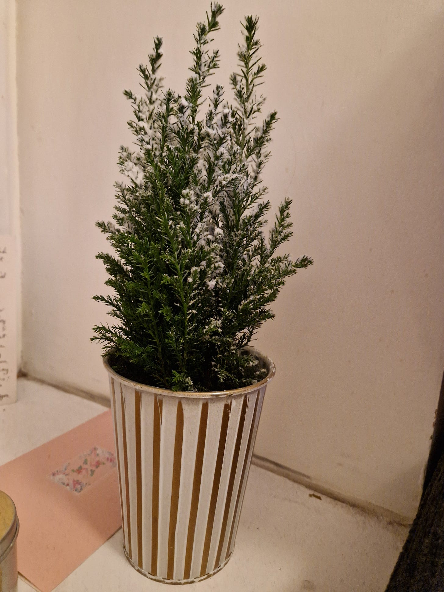 A small green Christmas tree with artificial snow on its branches in a white and gold ceramic plant pot on a window sill. 