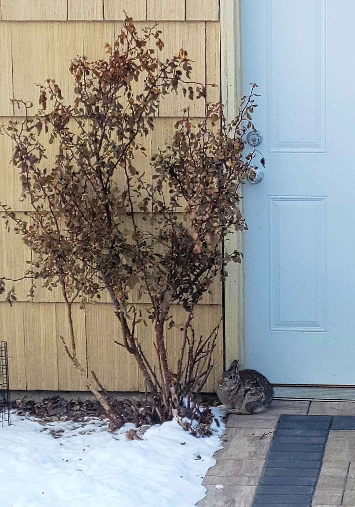 A rabbit next to a rosebush in snow.