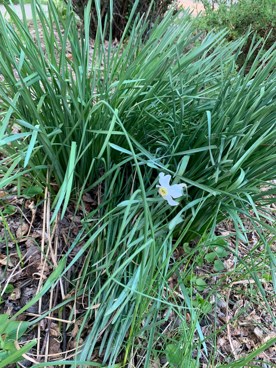Many greens around one narcissus flower