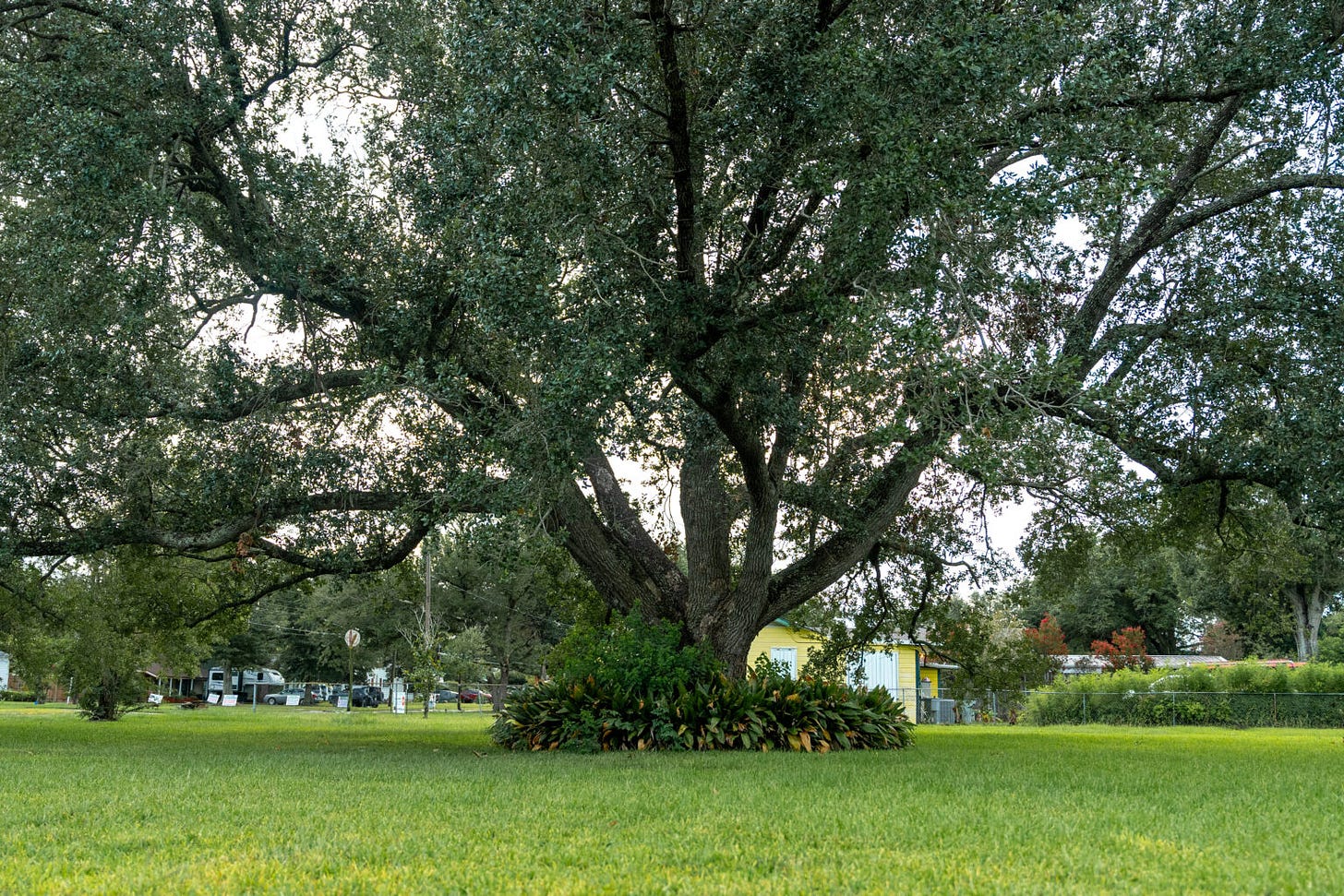 A live oak estimated at between 75 and 100 years old sits on an open lot in a Lake Charles neighborhood.