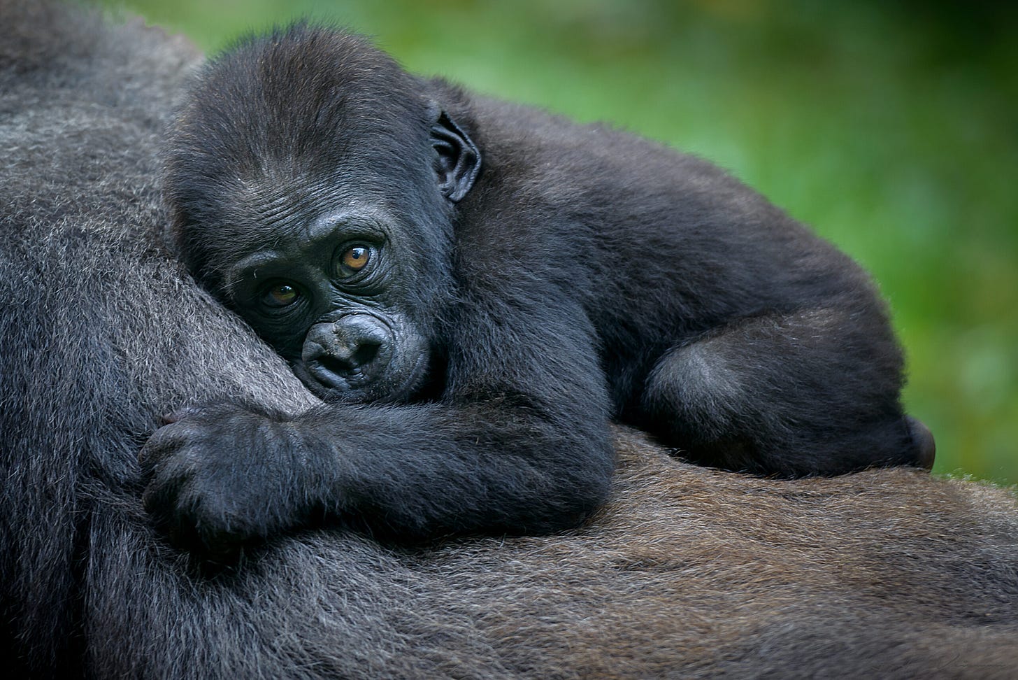 Gorilla | Animali in via di estinzione e specie a rischio | WWF Italia