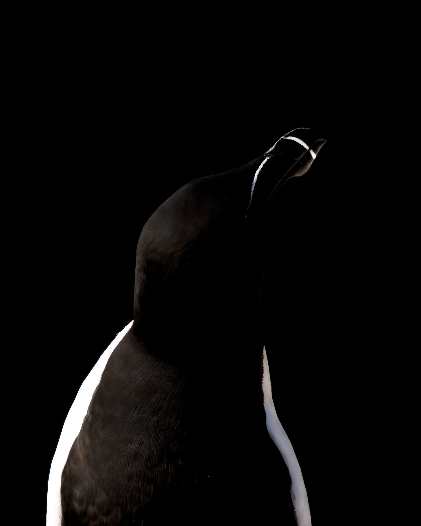 An image of a black razorbill against a black background, its beak catching the light