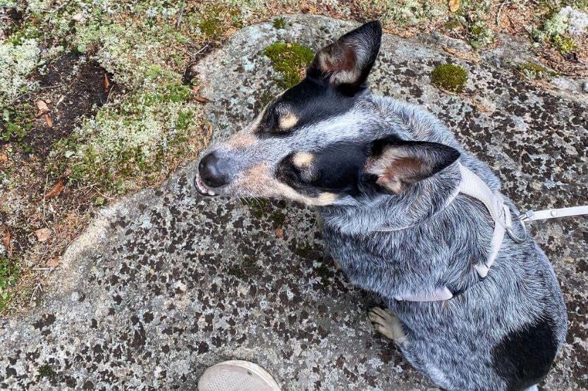 Scout the blue heeler looks up at the camera while sitting on the side of a rocky hiking trail