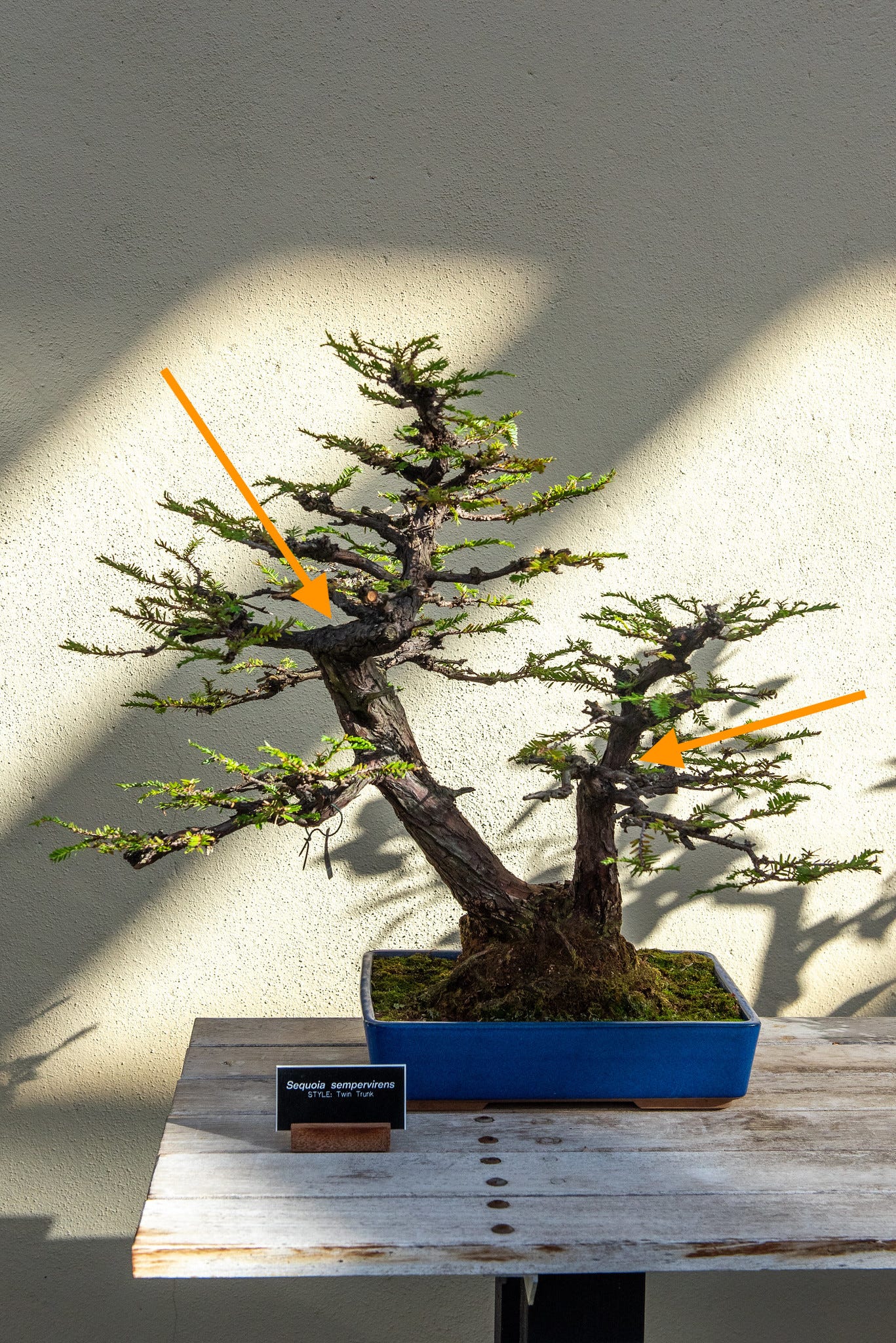ID: Redwood bonsai with directional arrows pointing to two trunk chops