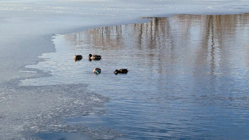 Four mallard ducks in the water near some ice