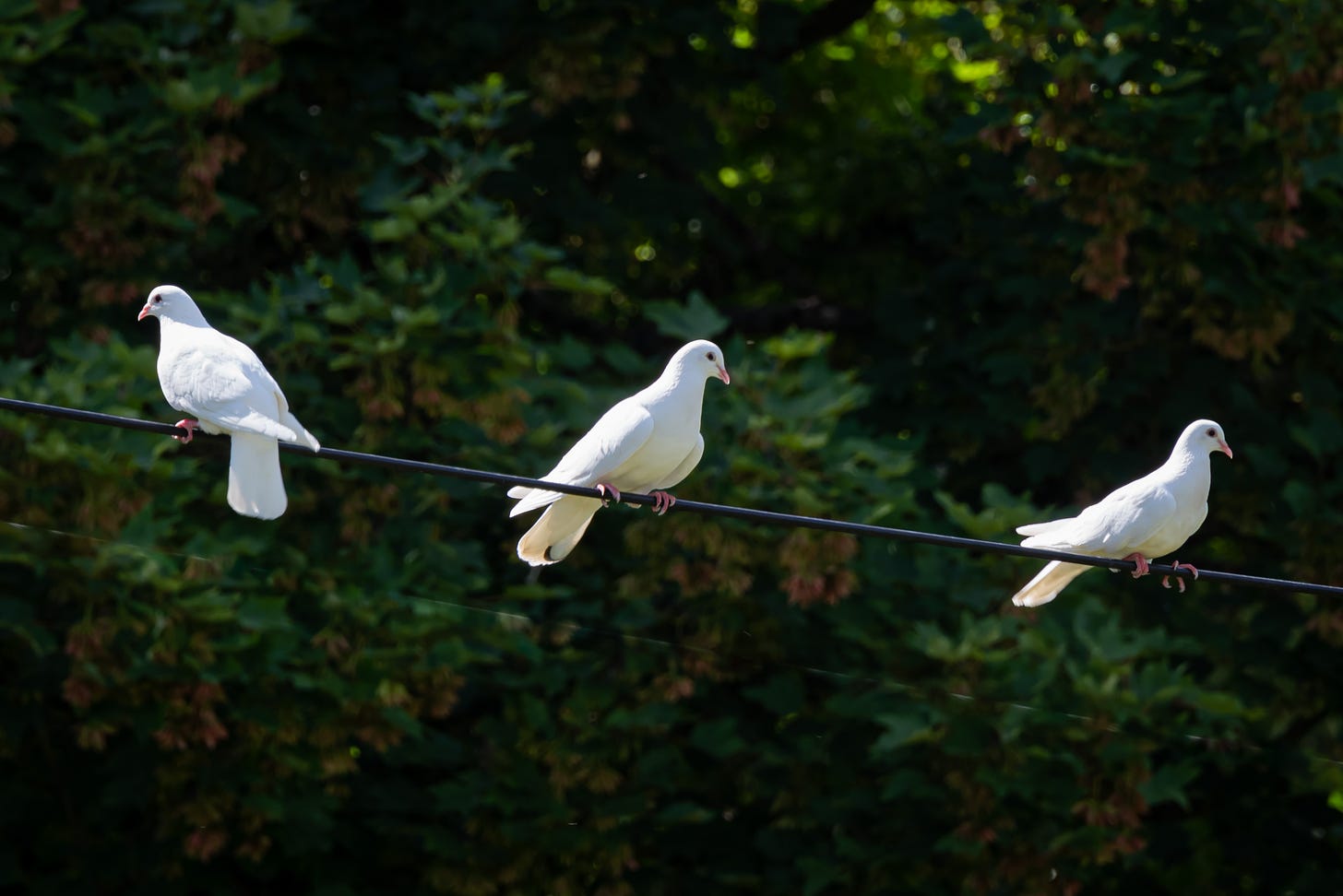 Three white doves siting on a wire with trees in the background
