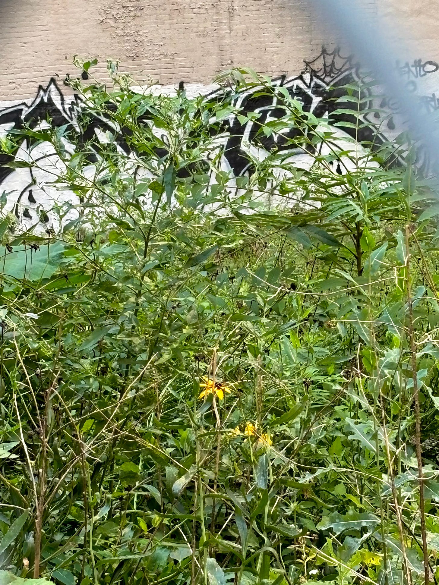 A yellow wildflower in an overgrown lot. Behind the greenery is a brick wall painted tan and white and overwritten in black graffiti.