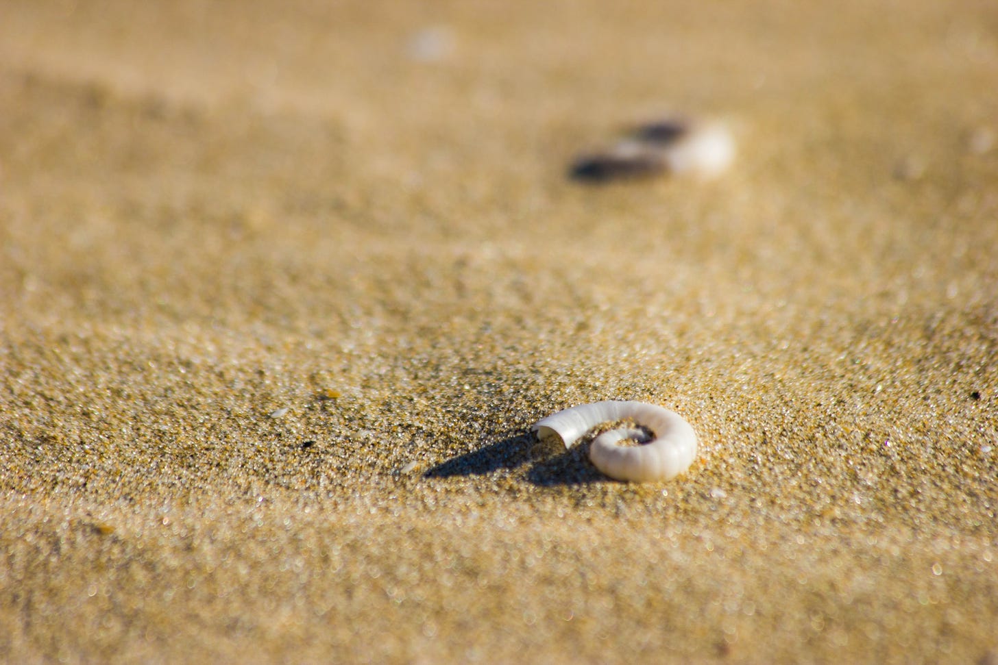 Shells on a beach. North Island, New Zealand