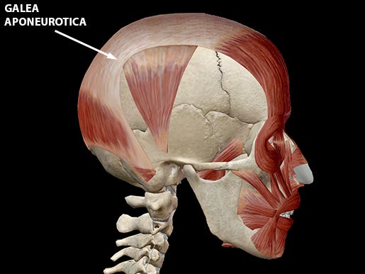 Learn Muscle Anatomy: Occipitofrontalis