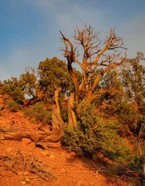 290+ Sedona Juniper Tree Tree Desert Stock Photos, Pictures & Royalty-Free  Images - iStock