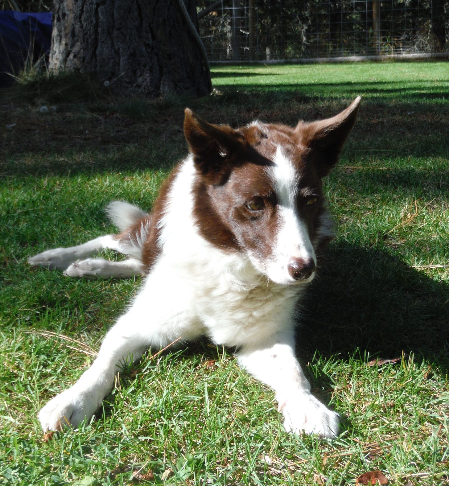 Border collie staring at the ground while lying in the grass