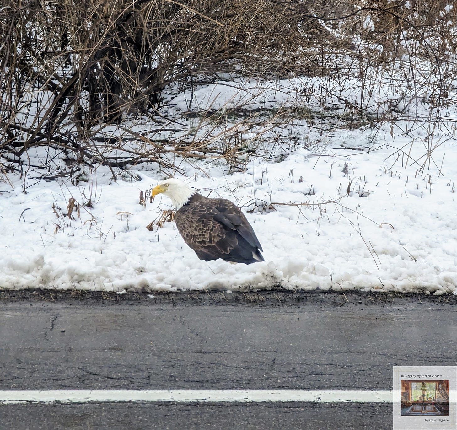 A bald eagle stands in the snow by the side of the road in Montezuma National Wildlife Refuge, NY.