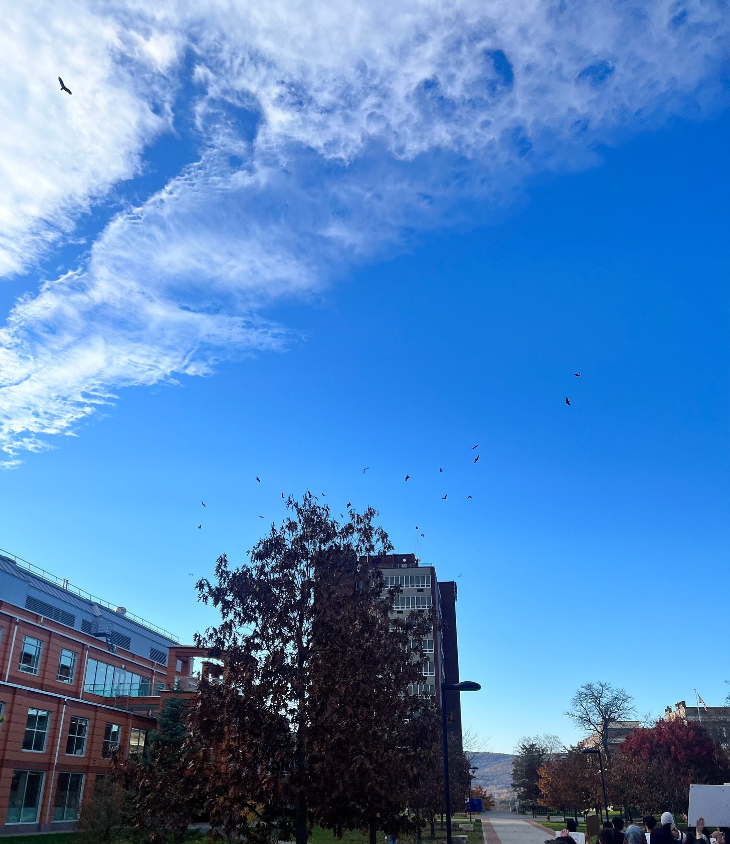Birds circle over a deep blue sky.