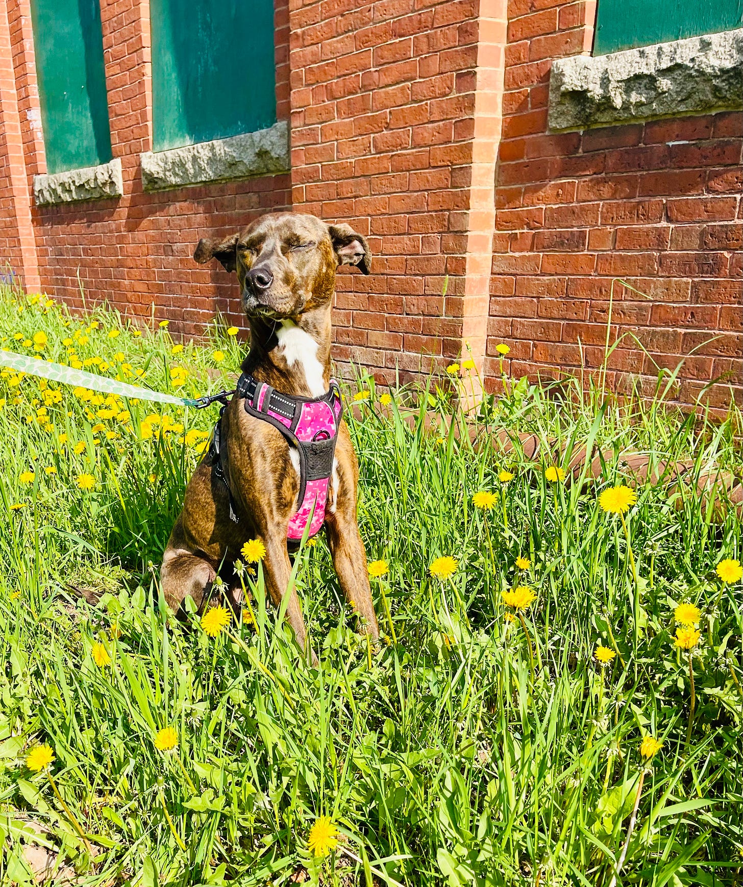 Dog with her eyes closed standing in dandelions outside a brick building