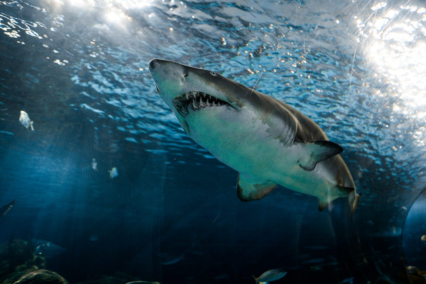 A shark swims with its mouth open, showing its teeth.