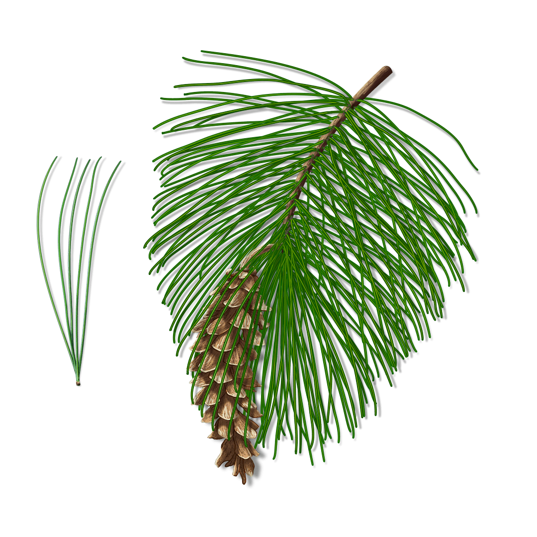 Eastern White Pine : Tree Montgomery