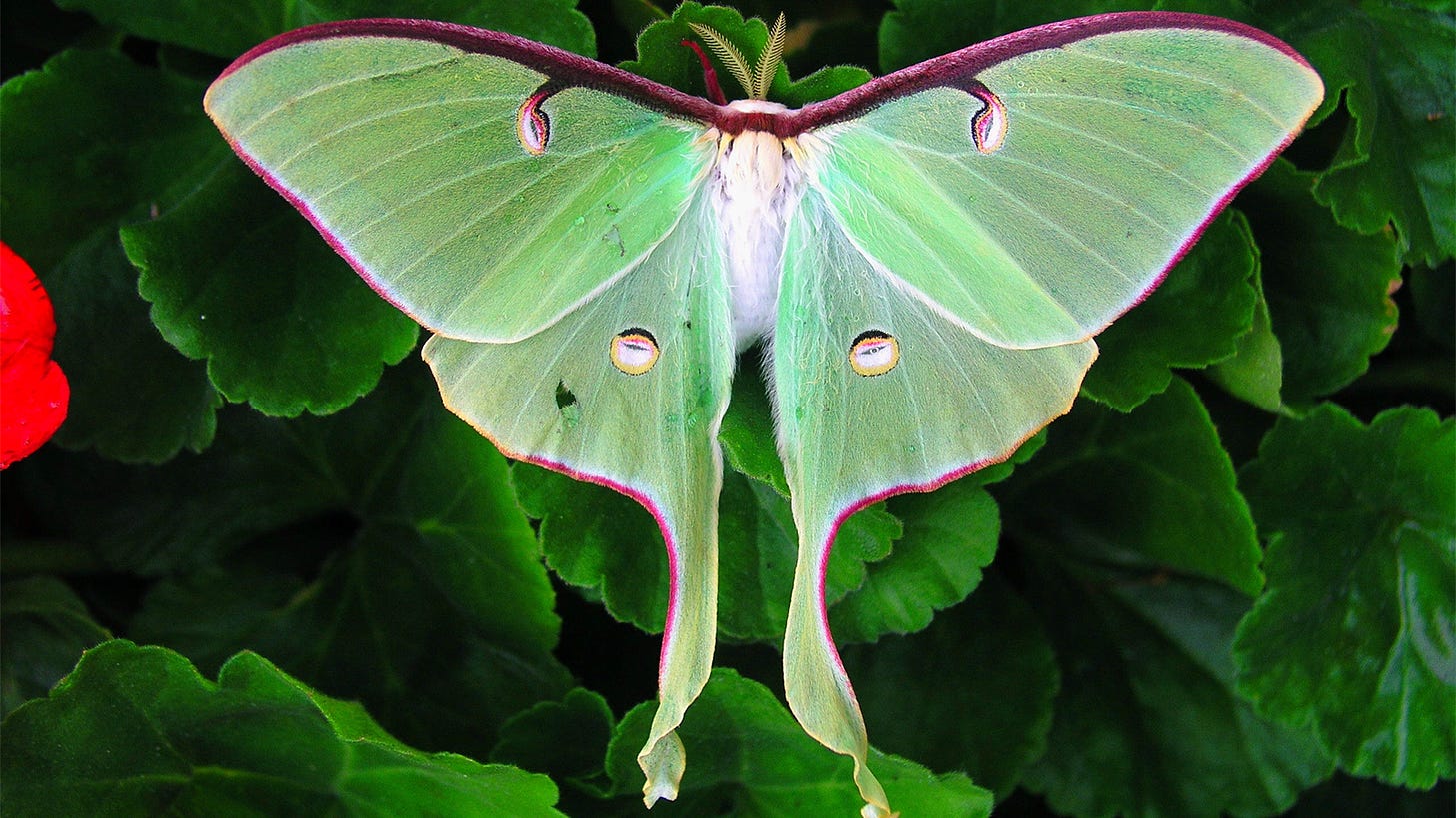 The Luna Moth Is Beautiful and Common — But Rarely Seen | HowStuffWorks