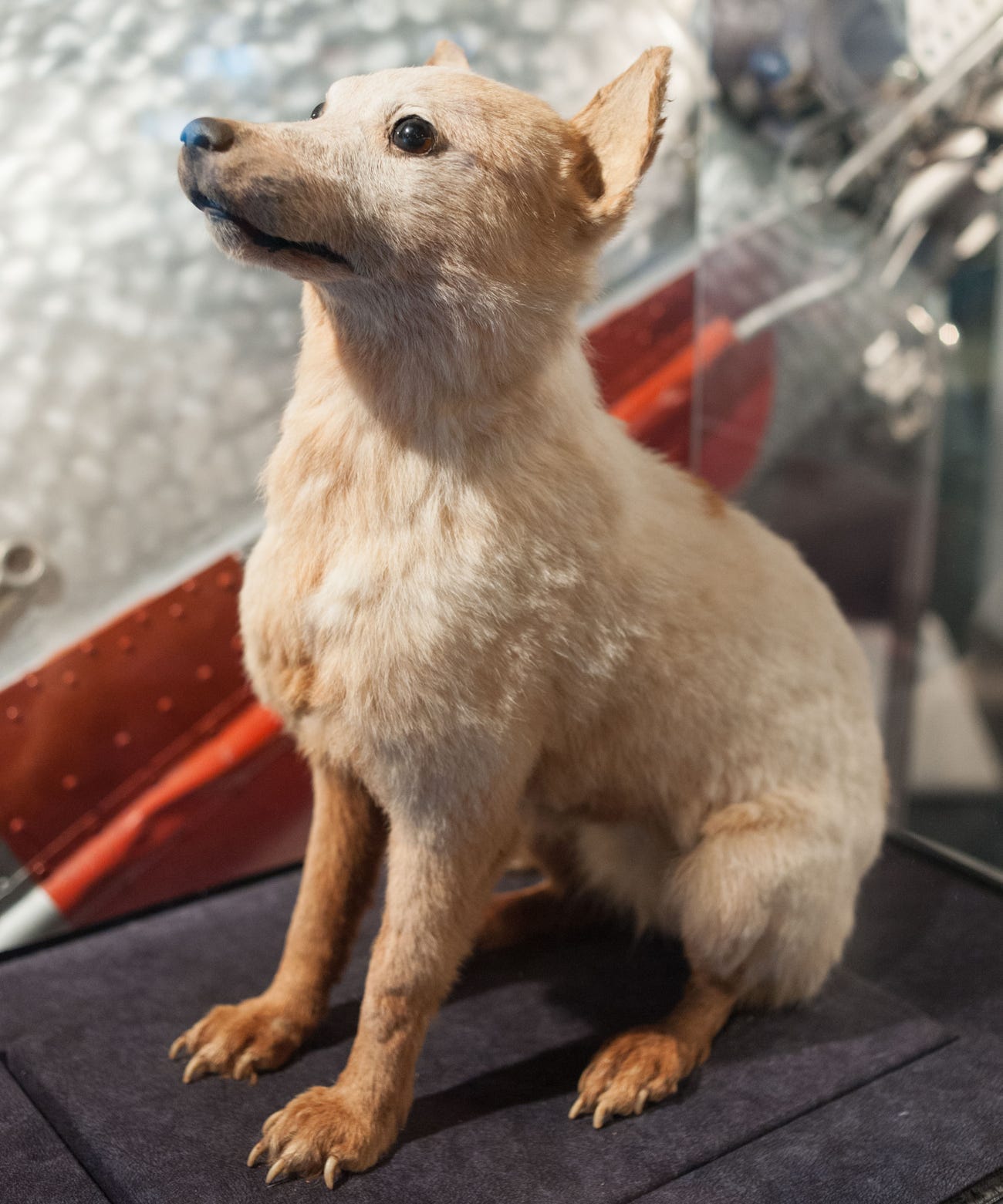 belka space dog moscow museum closeup